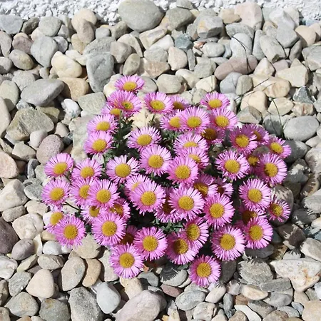 別荘 Sea Vista - *